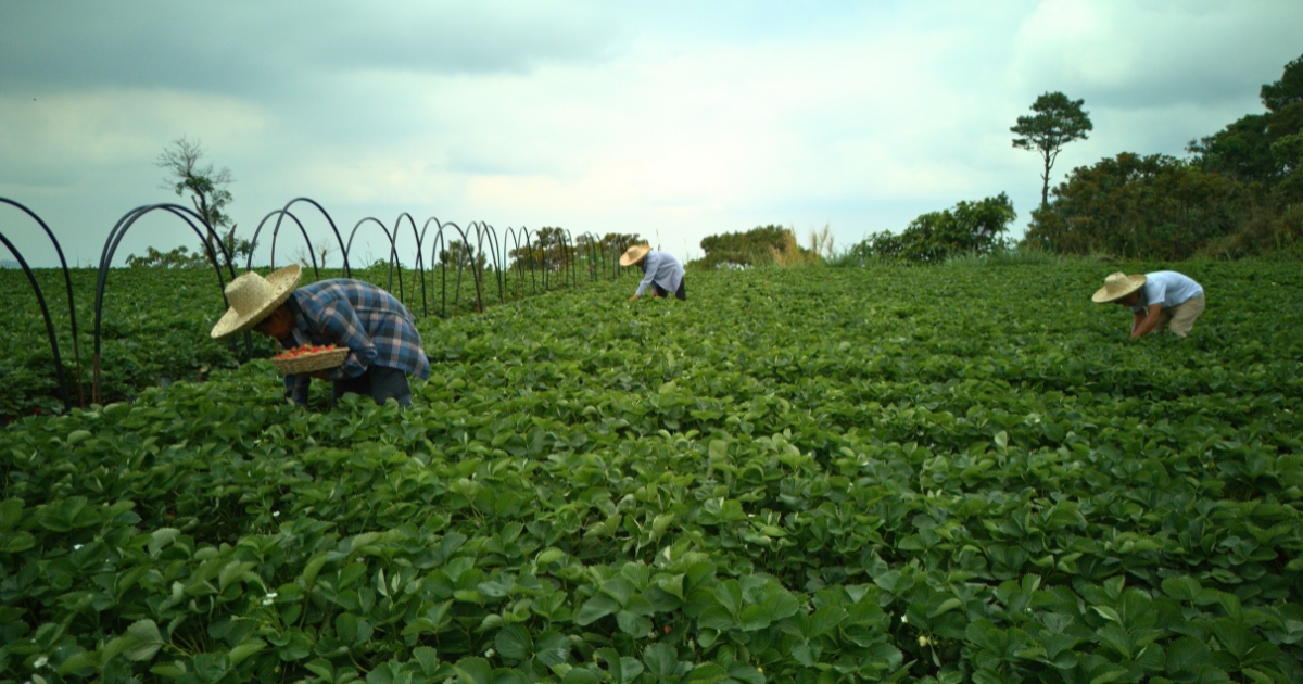 DMCI_Homes_partners_with_Tuba farmers_for_agri-tourism_strawberry DMCI_Homes_partners_with_Tuba farmers_for_agri-tourism_strawberry