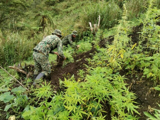 Police destroy ₱11.25M marijuana farms in Cordillera
