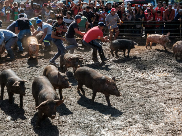 Pig-catching spectacle closes Baguio Indigenous Festival