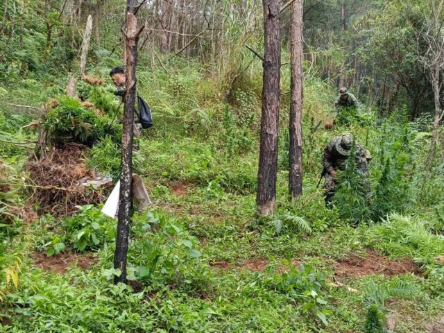 Police destroy P3 million worth of marijuana in Benguet