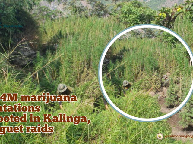 ₱30.4M marijuana crops destroyed in Cordillera