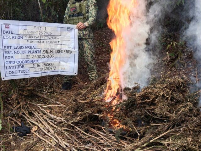 Cordillera police destroy P4.1M marijuana, seize illegal lumber