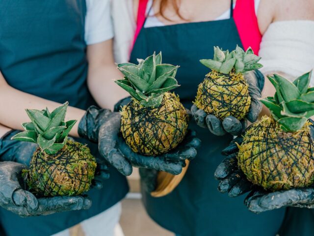 Panagbenga highlights eco-friendly Kokedama Art