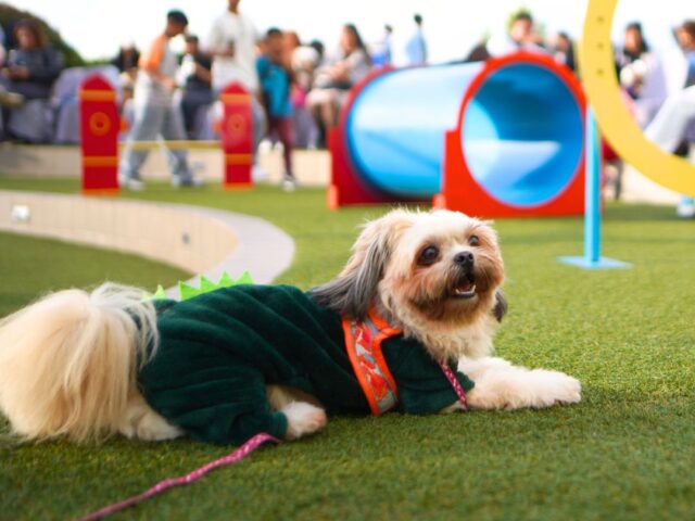 SM City Baguio expands pet-friendly mall experience