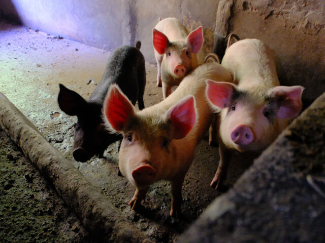 Baguio shuts down illegal hog-raising operations in San Vicente