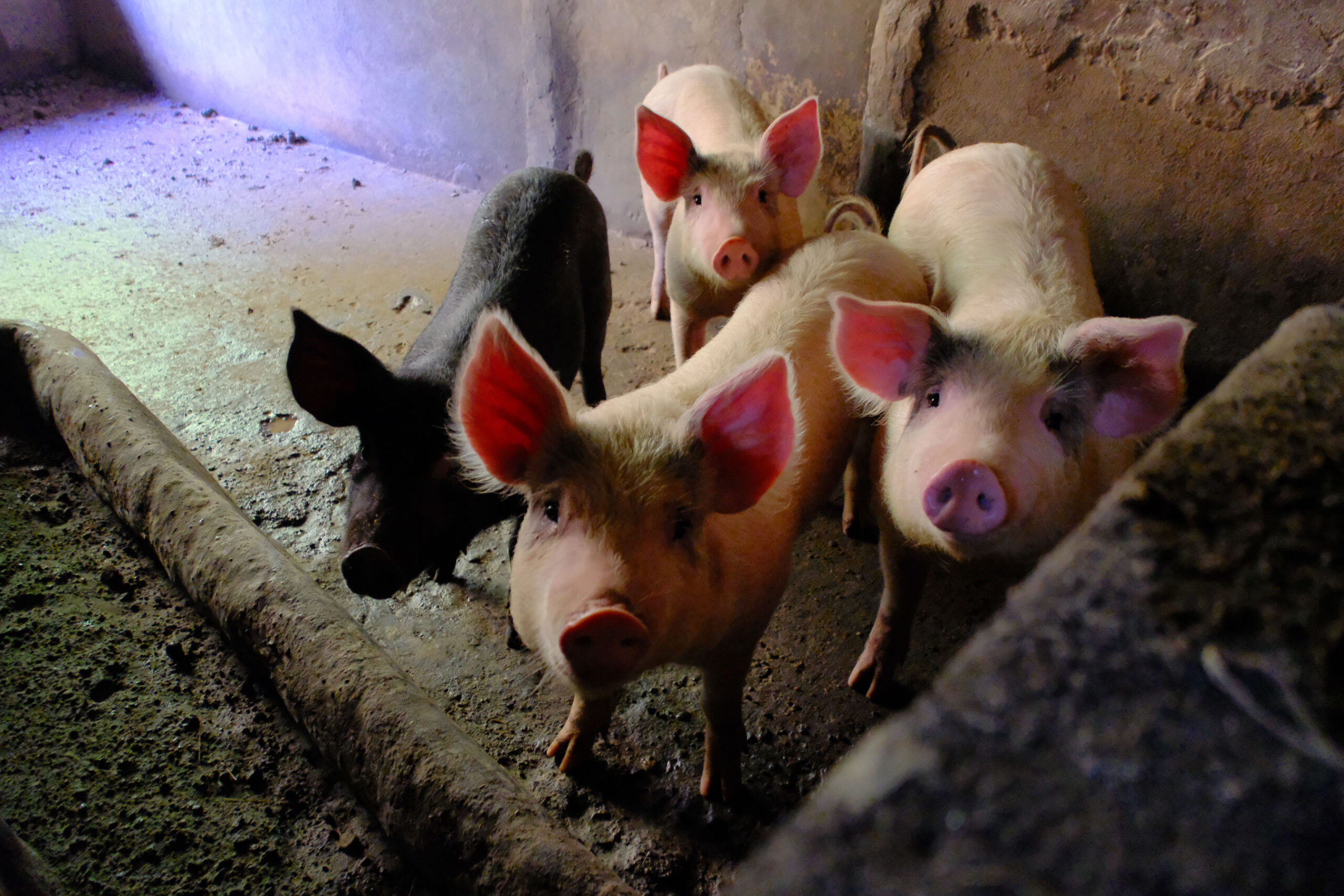 02 Hog Raising at San Vicente-5