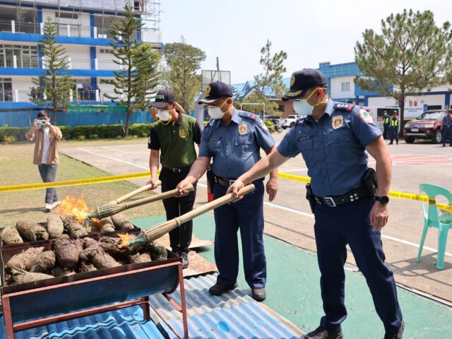PDEA-CAR destroys ₱7.4M worth of marijuana in Benguet