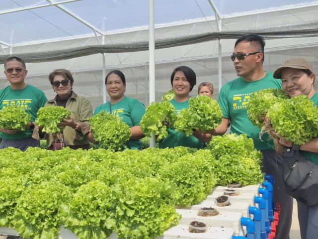 Benguet farmers secure steady markets through DAR partnerships
