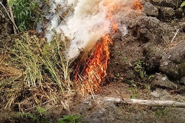 PRO-CAR seizes P2.8M in drugs, destroys marijuana plantations