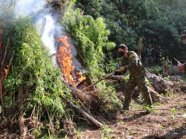 Police seize ₱43.3M in illegal drugs across Cordillera; 9 arrested