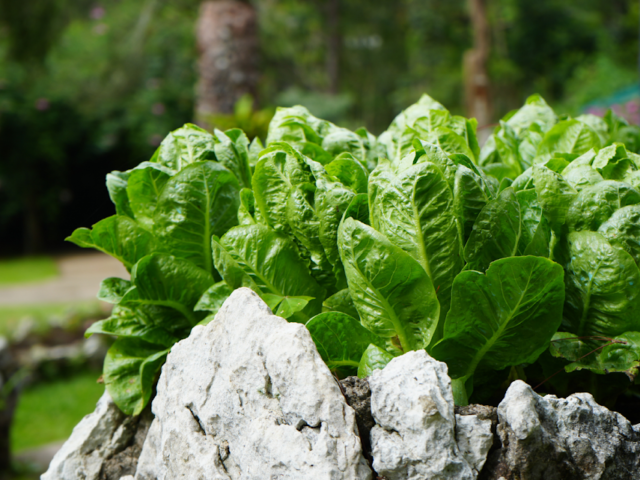 JHMC office garden harvest tops 200 kilograms