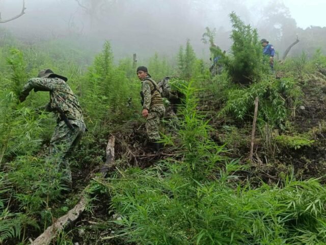 Police seize P1.8 million in drugs in Cordillera